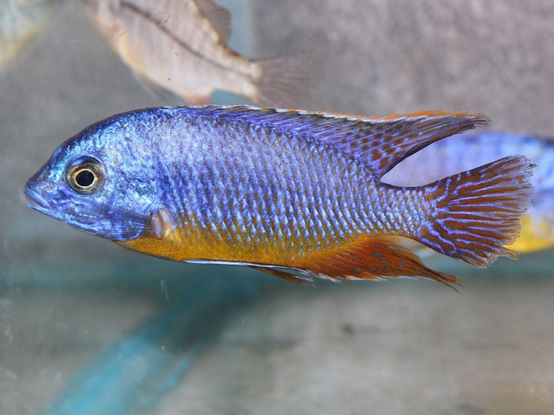 Protomelas sp. 'steveni imperial' Chiofu